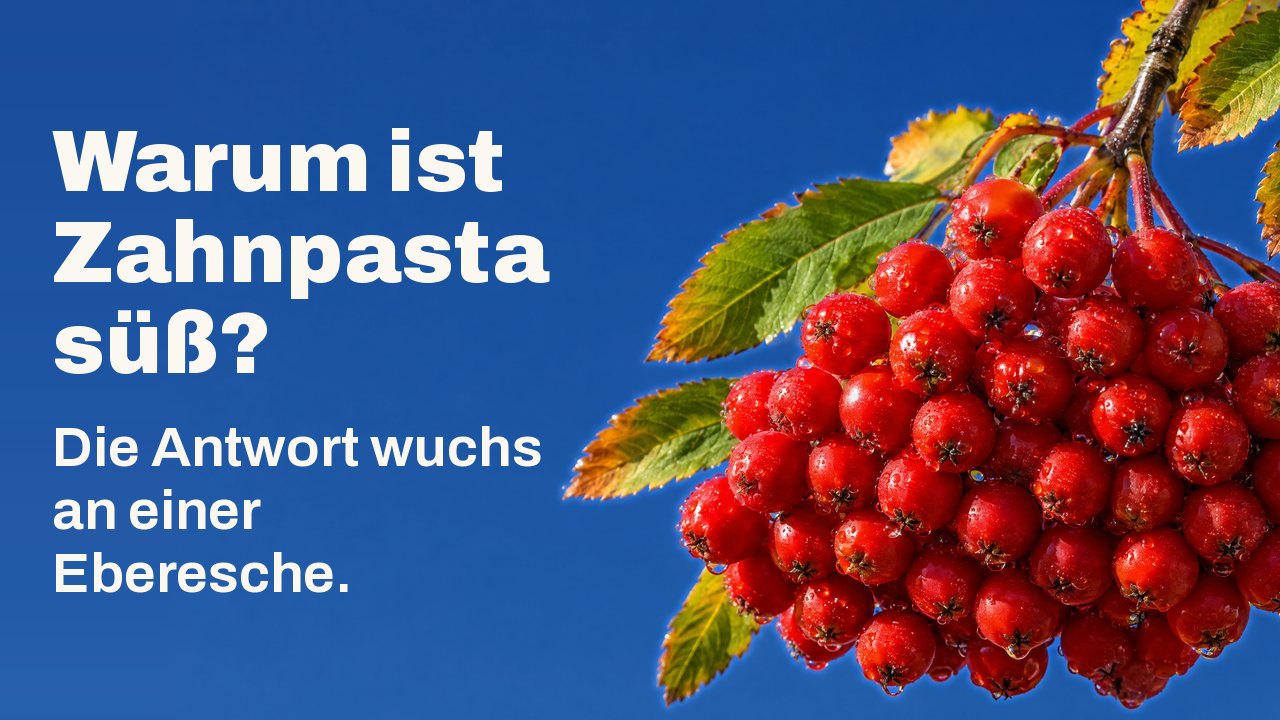 Warum ist Zahnpasta süß? Die Antwort wuchs an einer Eberesche. Eine schwere Dolde reifer, scharlachroter Vogelbeeren mit Tautropfen hängt an einem Zweig mit Herbstlaub vor klarem, tiefblauem Himmel.