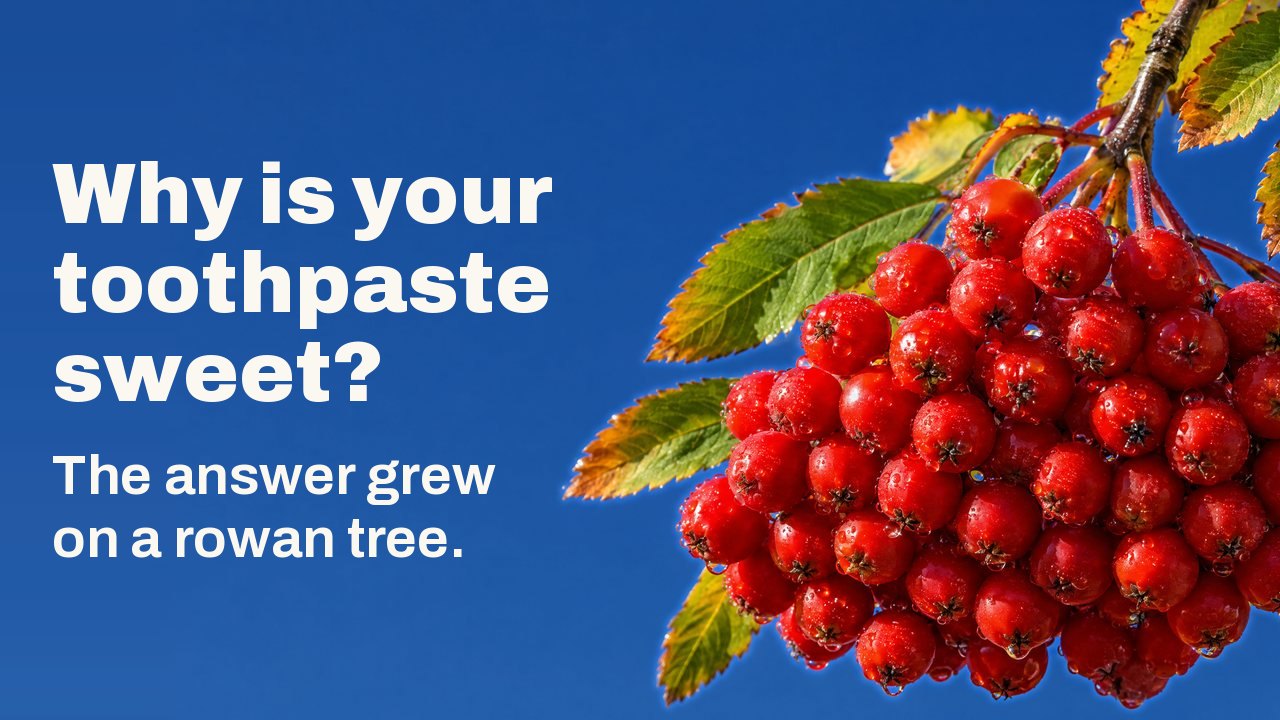 A heavy cluster of ripe scarlet rowan berries with dew drops hangs from a twig with autumn leaves against a clear deep blue sky.