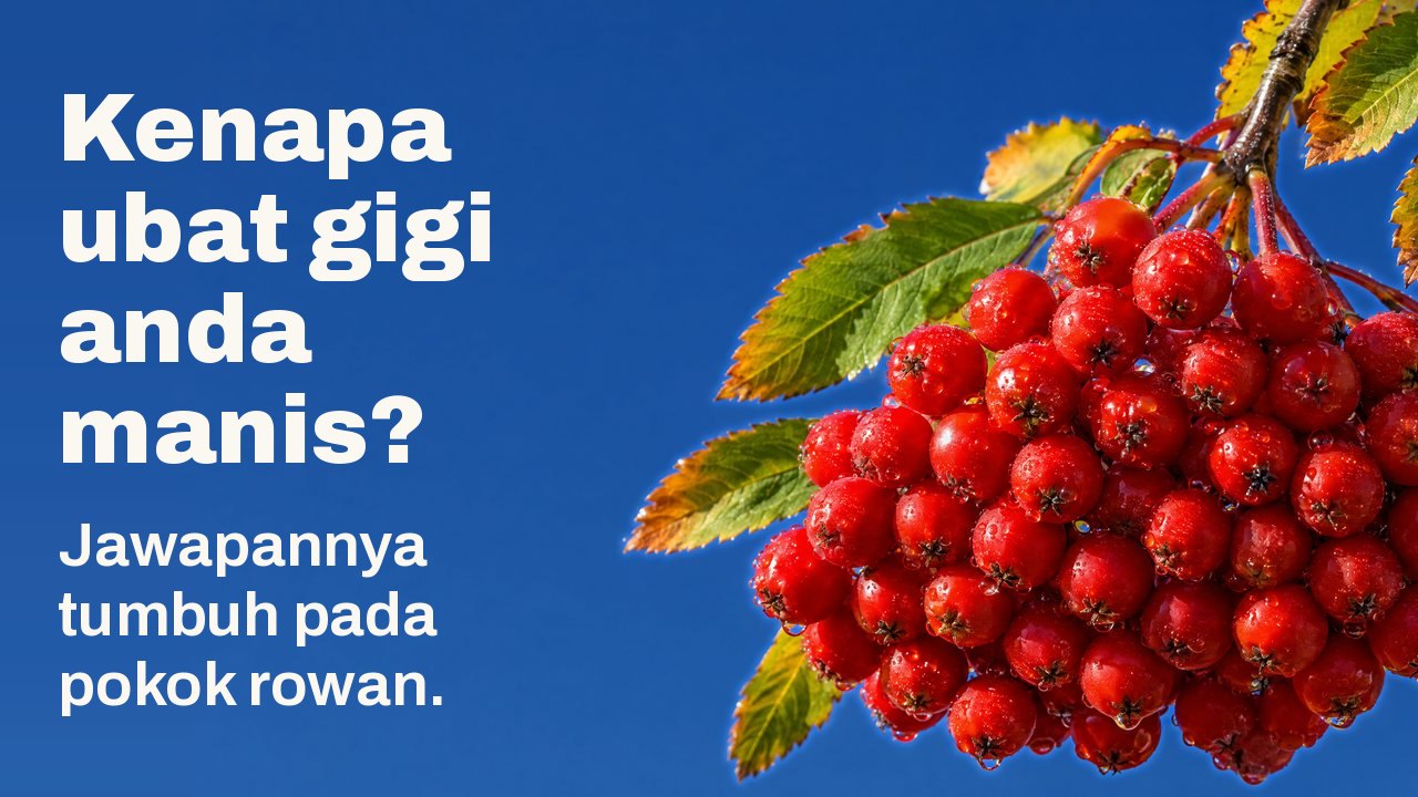 Kenapa ubat gigi anda manis? Jawapannya tumbuh pada pokok rowan. Setandan buah rowan merah tua yang masak dengan titisan embun tergantung pada ranting berdaun musim luruh, berlatarkan langit biru pekat yang cerah.
