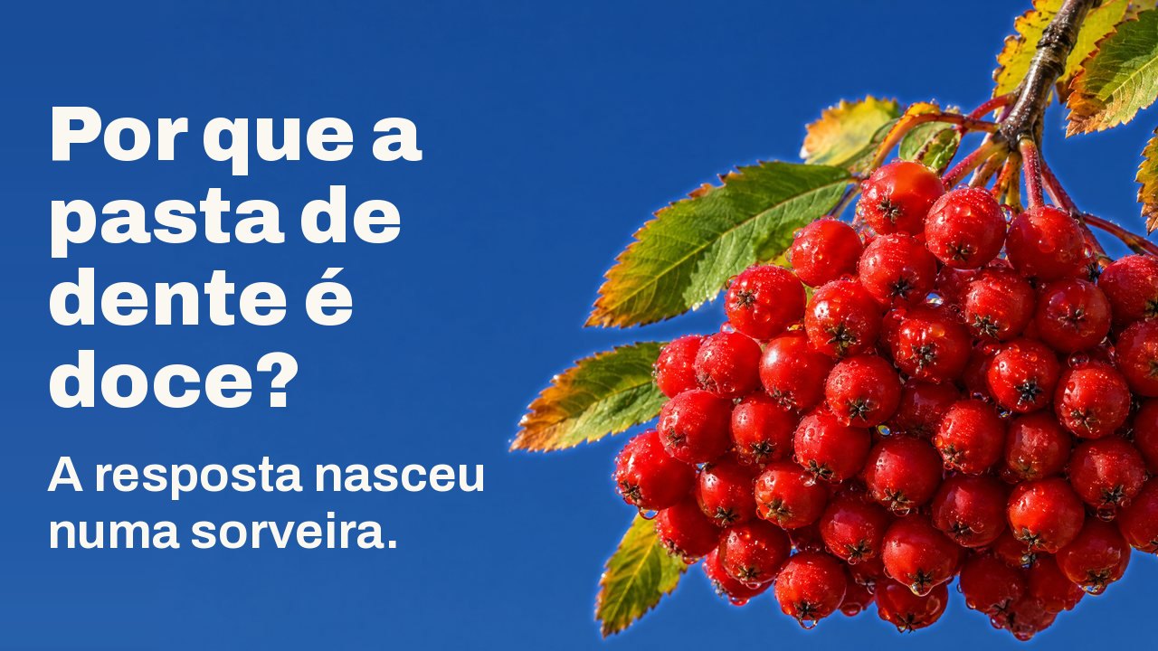Por que a pasta de dente é doce? A resposta nasceu numa sorveira. Um cacho pesado de bagas de sorveira maduras, vermelho escarlate e com gotas de orvalho, pende de um galho com folhas de outono diante de um céu azul profundo e limpo.