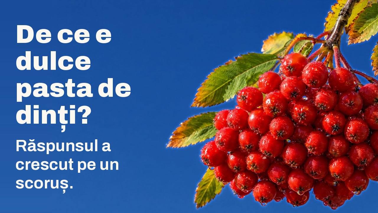De ce e dulce pasta de dinți? Răspunsul a crescut pe un scoruș. Un ciorchine greu de fructe de scoruș coapte, roșu stacojiu, cu picături de rouă, atârnă de o rămurică cu frunze de toamnă pe un cer albastru intens și senin.
