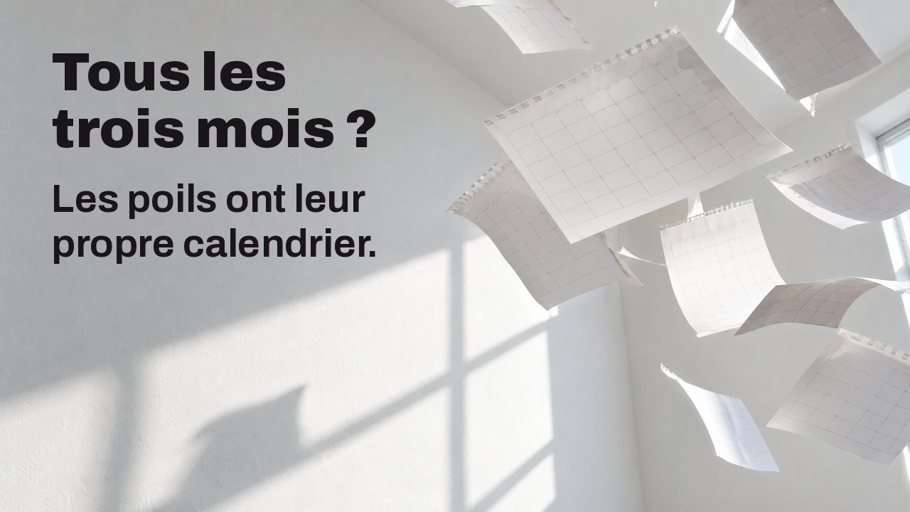 Tous les trois mois ? Les poils ont leur propre calendrier. Des pages de calendrier vierges arrachées volent dans une pièce blanche ensoleillée, figées en l’air.