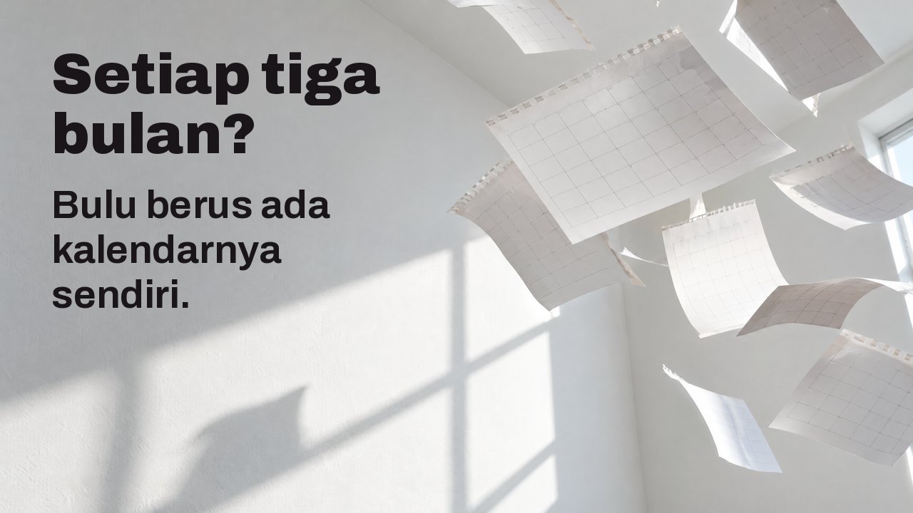 Setiap tiga bulan? Bulu berus ada kalendarnya sendiri. Helaian kalendar kosong dikoyak dan terbang di bilik putih bermandi cahaya matahari, membeku di udara.