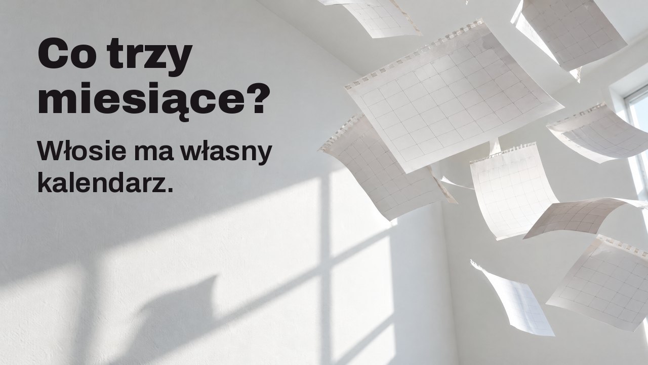 Co trzy miesiące? Włosie ma własny kalendarz. Puste kartki kalendarza zerwane i lecące przez biały, słoneczny pokój, zastygłe w powietrzu.