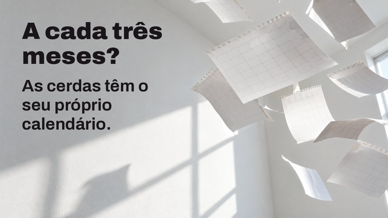 A cada três meses? As cerdas têm o seu próprio calendário. Folhas de calendário em branco arrancadas voam por uma sala branca e soalheira, congeladas no ar.