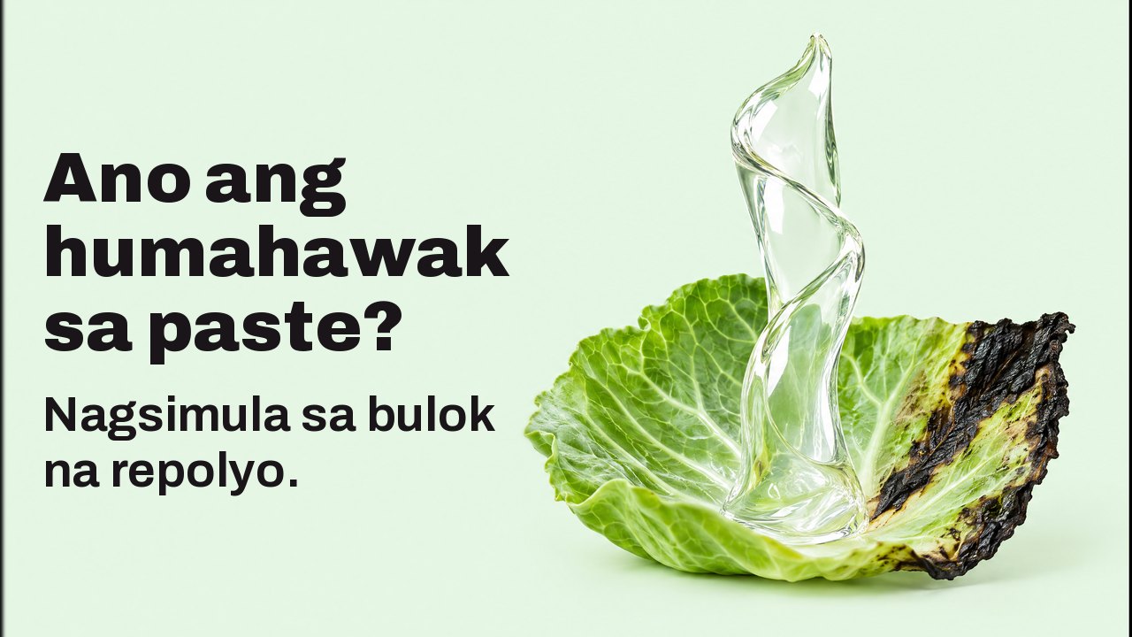 Ano ang humahawak sa paste? Nagsimula sa bulok na repolyo. Malapitan, kapantay ng dahon, sa maputlang mint na background: isang makintab na laso ng malinaw na gel ang tumataas nang tuwid mula sa sariwang dahon ng repolyo na nangitim na ang gilid, nakatayo nang mag isa na parang eskultura.
