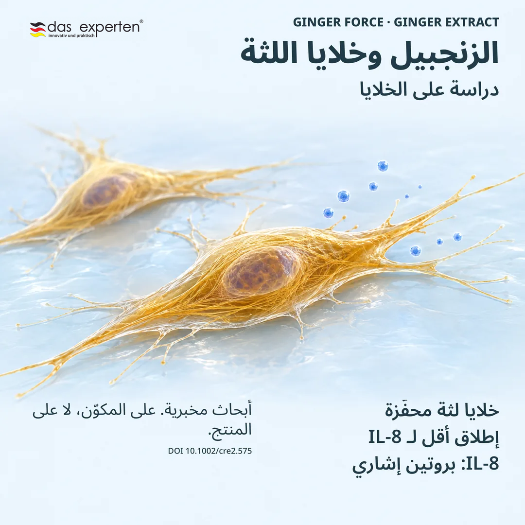 رسم توضيحي لخلايا لثة محفَّزة مع مستخلص الزنجبيل وإطلاق أقل لـ IL 8 في دراسة على الخلايا