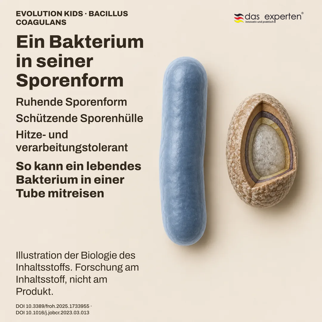 Schema einer ruhenden Bacillus coagulans Spore mit Schutzhülle neben der Stäbchenform: Illustration des Inhaltsstoffs