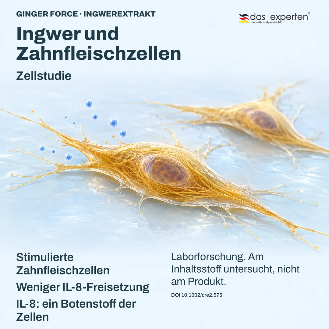 Illustration: Stimulierte Zahnfleischzellen setzen mit Ingwerextrakt weniger IL 8 frei, einen Botenstoff, in einer Zellstudie