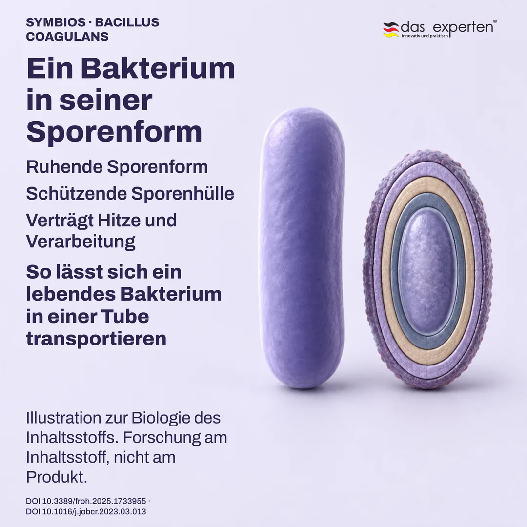 Schematische ruhende Spore mit Schutzhülle neben einer vegetativen Zelle, Illustration zur Biologie des Inhaltsstoffs