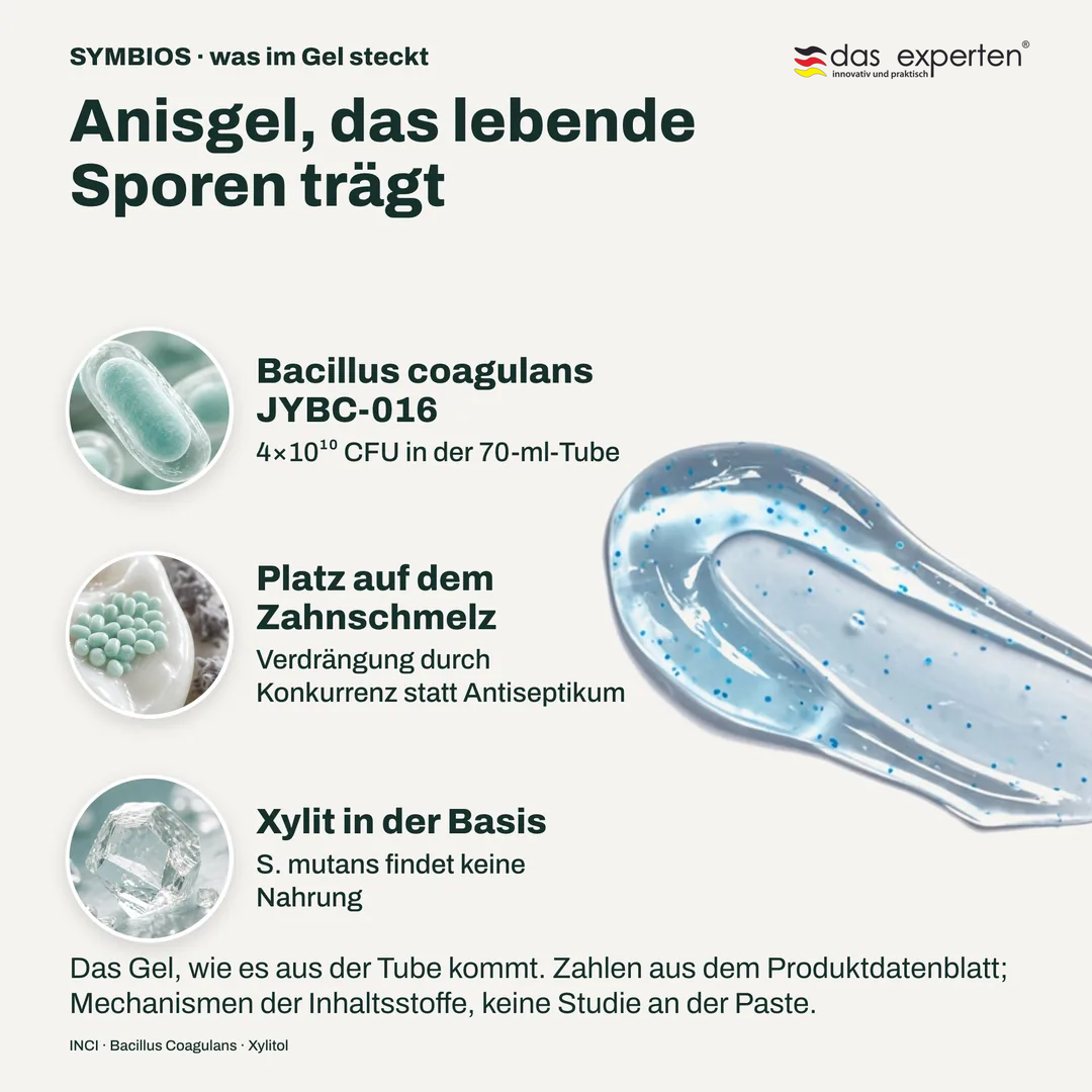 Anisgel, das lebende Sporen trägt, Bacillus coagulans JYBC 016; Platz auf dem Zahnschmelz; Xylit in der Basis