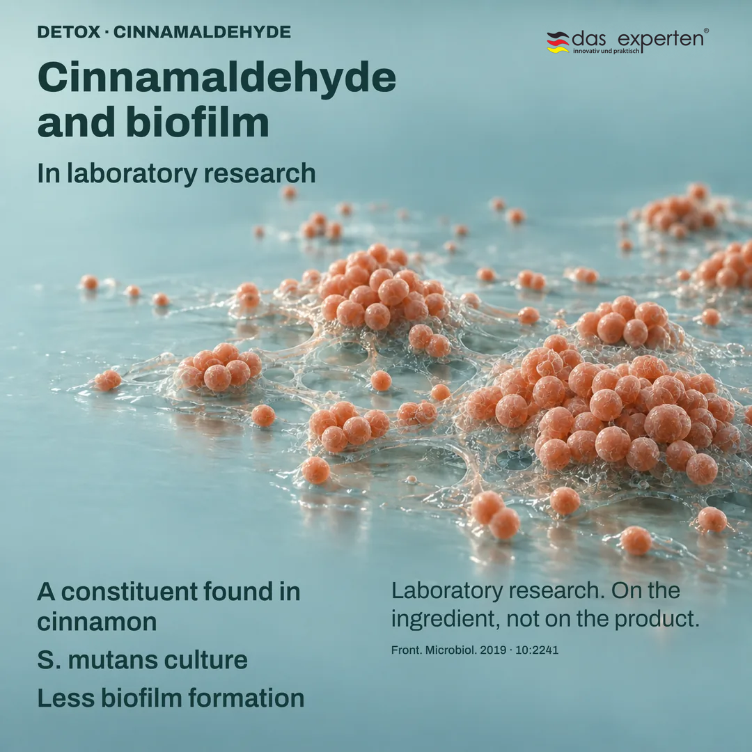 Illustration of an S. mutans culture forming less biofilm with cinnamaldehyde, a cinnamon constituent, in laboratory research
