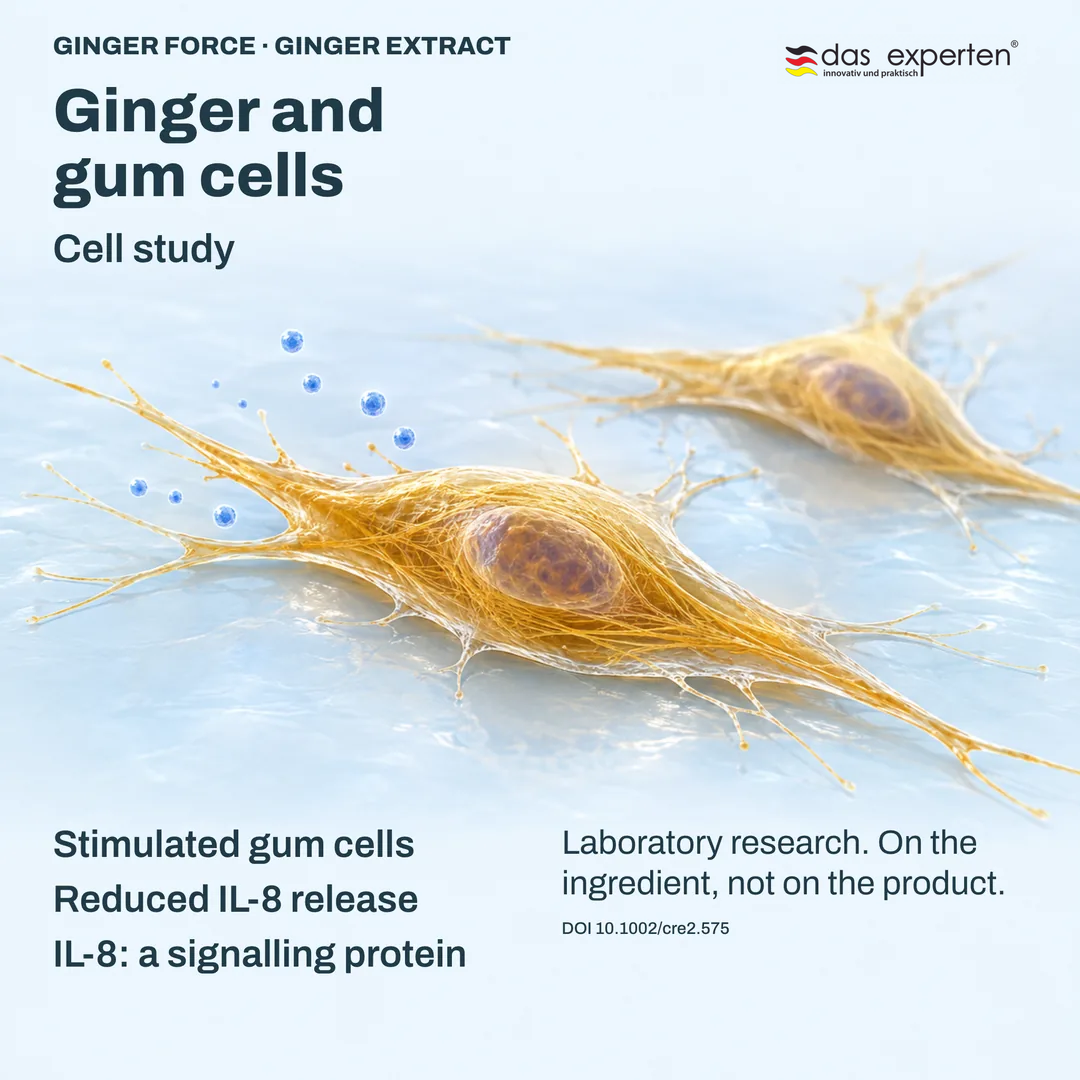 Illustration of stimulated gum cells releasing less IL 8, a signalling protein, with ginger extract in a cell study