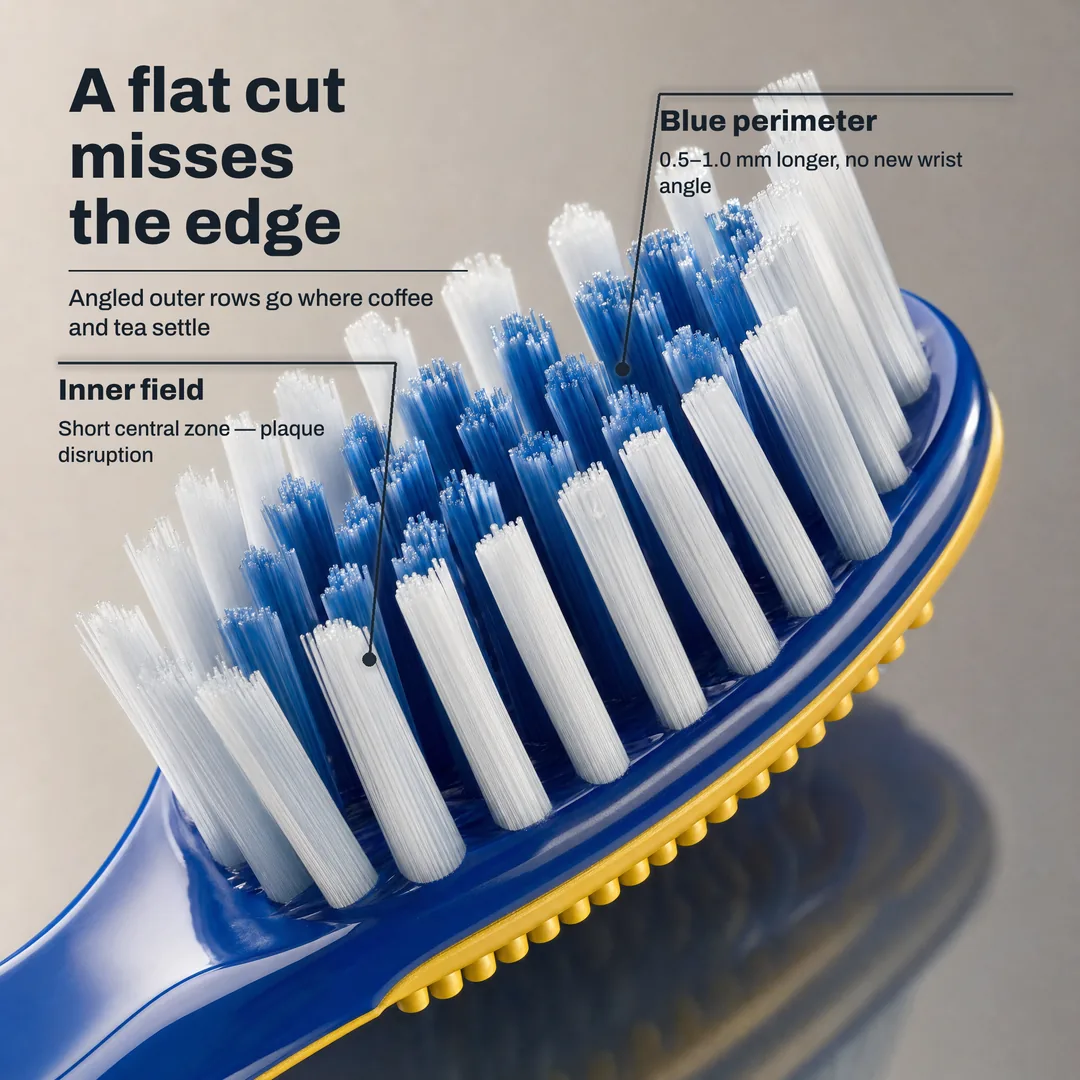 A flat cut misses the edge, Angled outer rows go where coffee and tea settle · Blue perimeter: 0.5 to 1.0 mm longer, no new wrist angle · Inner field: Short central zone, plaque disruption
