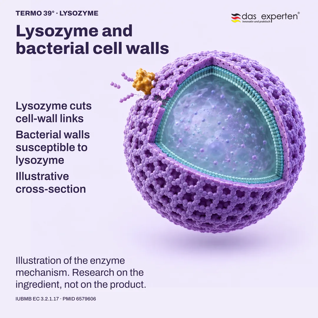 Illustrative cross section: lysozyme cuts links in a bacterial cell wall susceptible to lysozyme