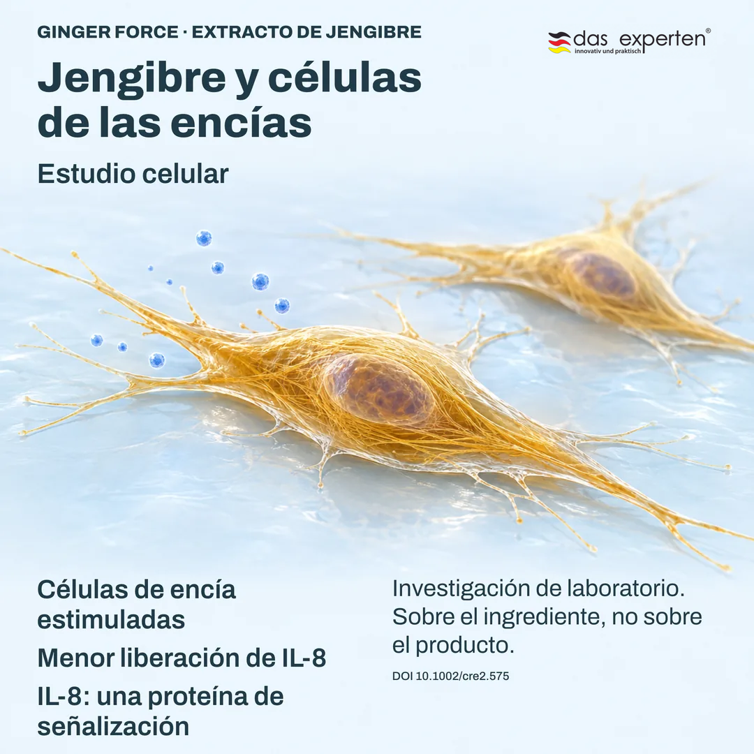 Ilustración de células de encía estimuladas que liberan menos IL 8, proteína de señalización, con extracto de jengibre