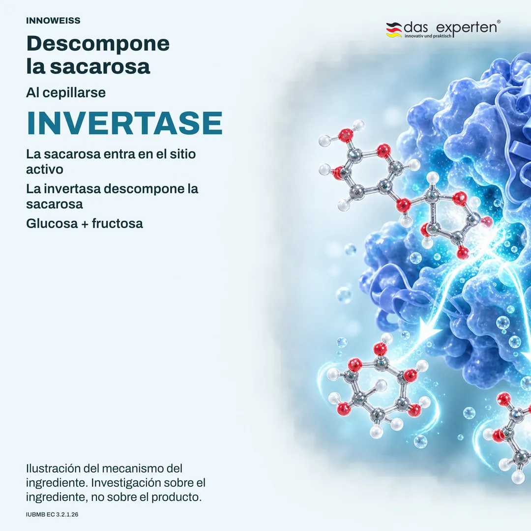 Ilustración de la invertasa descomponiendo la sacarosa en glucosa y fructosa al cepillarse