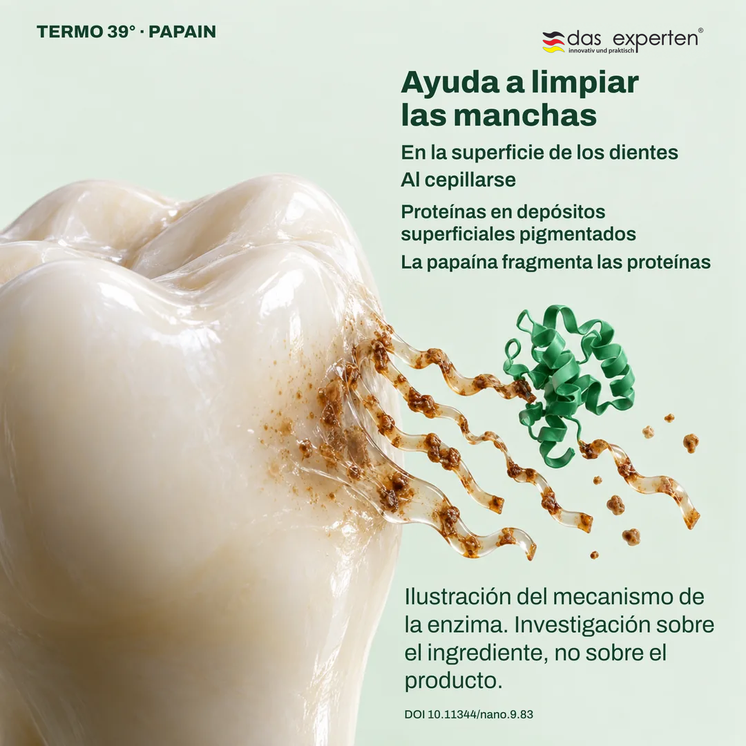 Ilustración de la papaína fragmentando proteínas en depósitos pigmentados del diente: ayuda a limpiar las manchas