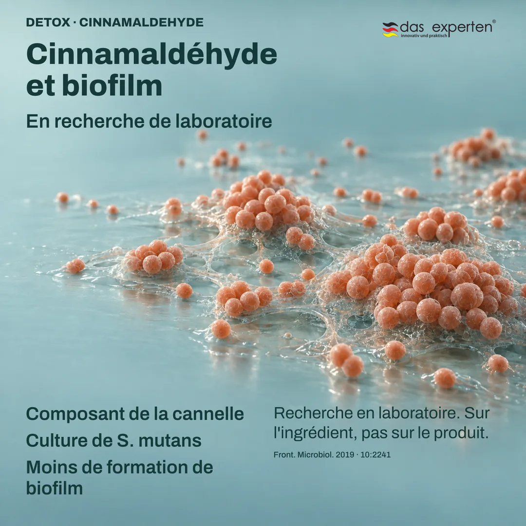 Illustration : culture de S. mutans formant moins de biofilm avec le cinnamaldéhyde, composant de la cannelle, en laboratoire