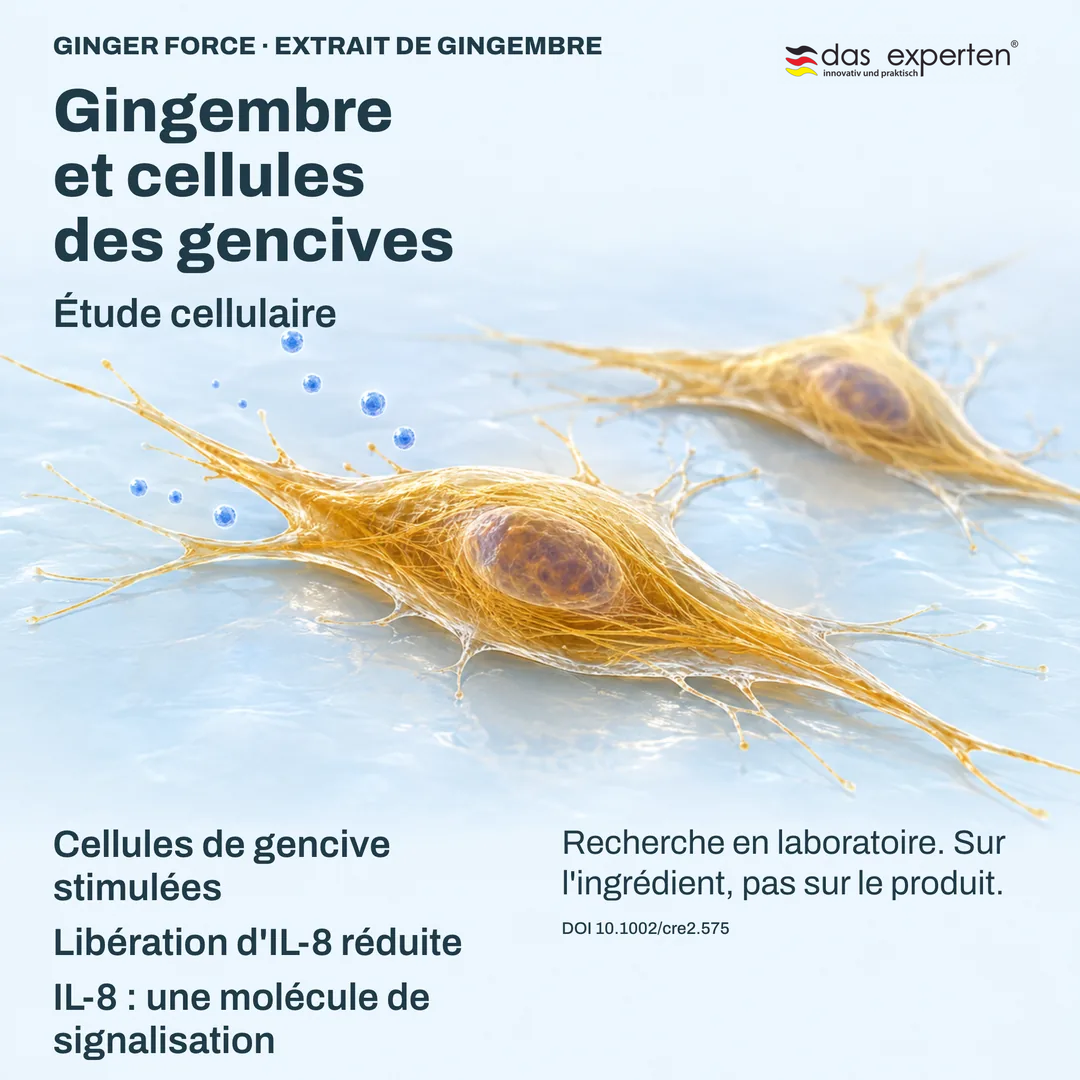 Illustration : cellules de gencive stimulées libérant moins d'IL 8, molécule de signalisation, avec l'extrait de gingembre