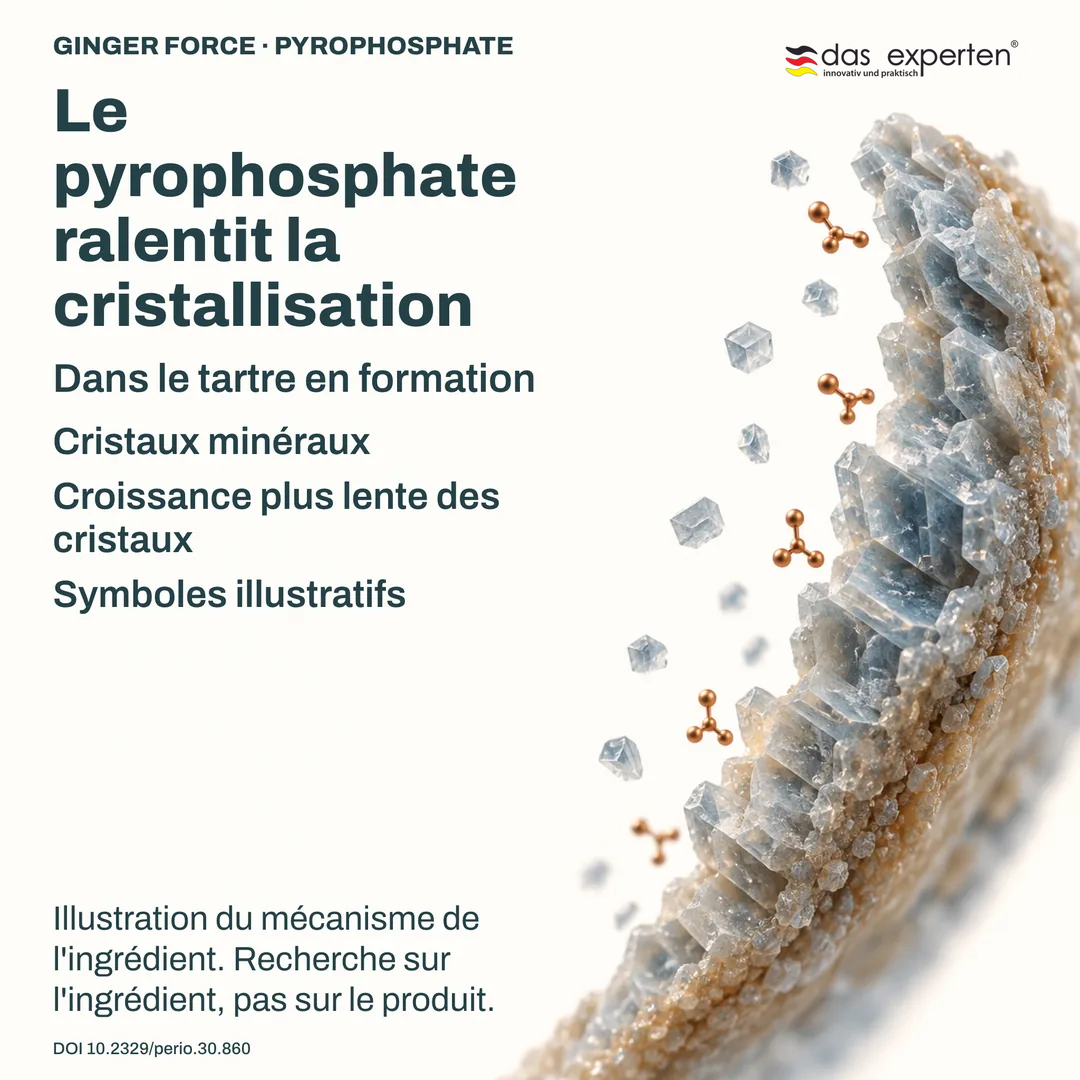 Illustration de cristaux minéraux du tartre en formation qui grandissent plus lentement avec le pyrophosphate
