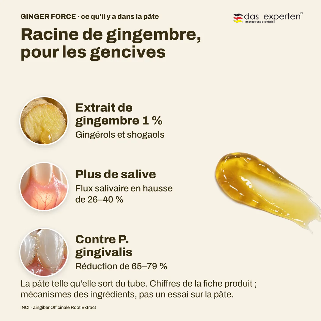 Racine de gingembre, pour les gencives, Extrait de gingembre 1 %; Plus de salive; Contre P. gingivalis