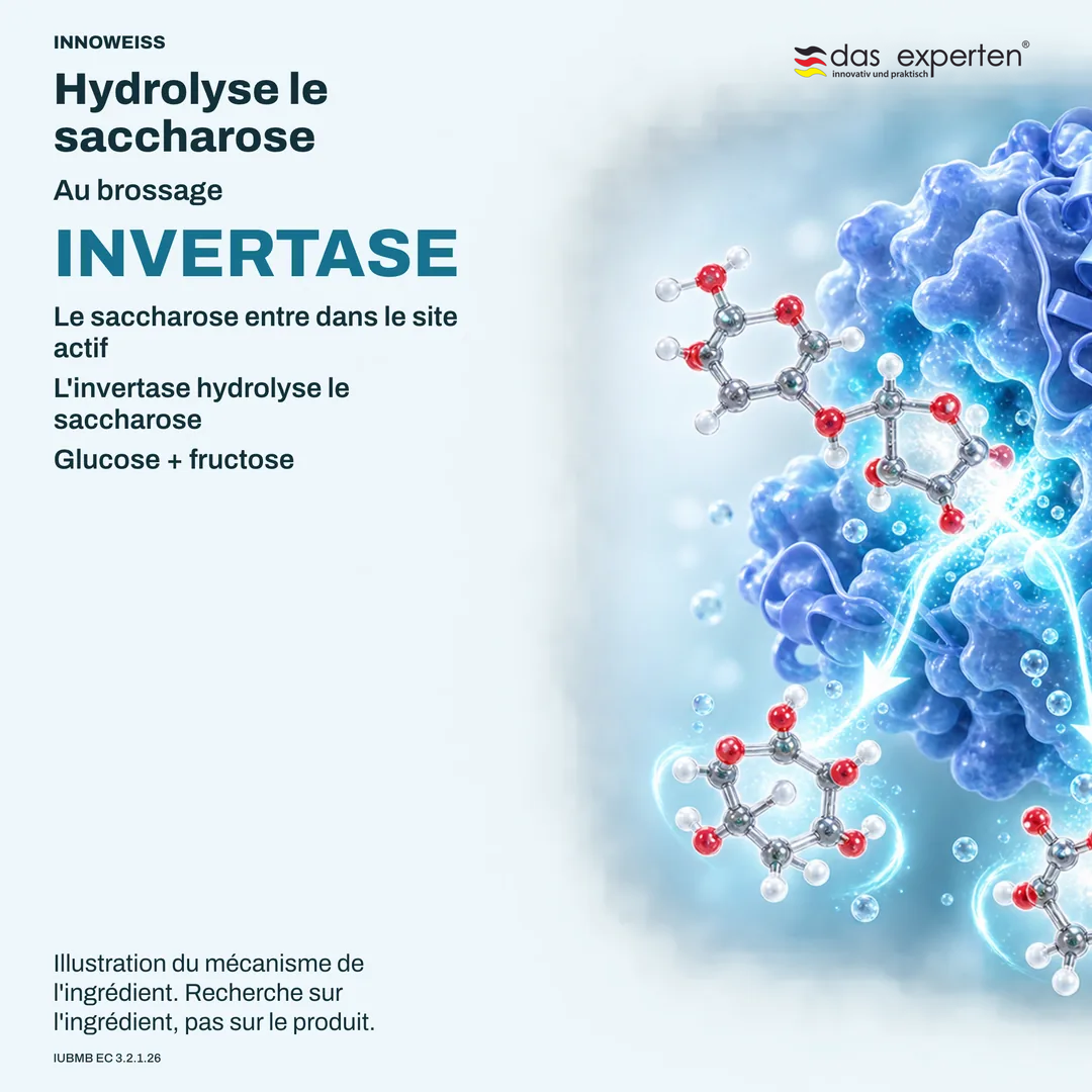 Illustration de l'invertase hydrolysant le saccharose en glucose et fructose au brossage