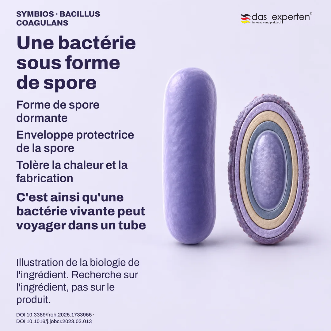Spore dormante schématique et son enveloppe protectrice, à côté d'une cellule végétative : biologie de l'ingrédient