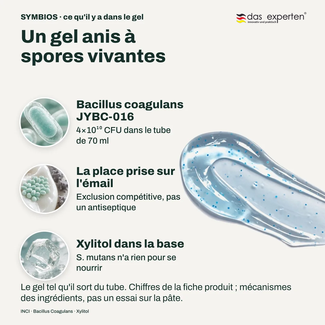 Un gel anis à spores vivantes, Bacillus coagulans JYBC 016; La place prise sur l'émail; Xylitol dans la base
