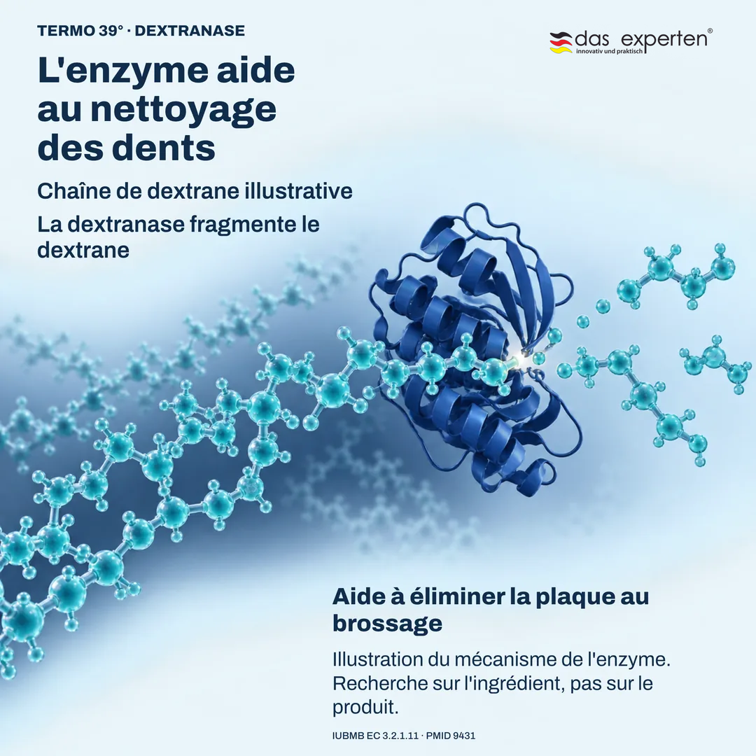 Illustration de la dextranase fragmentant une chaîne de dextrane : l'enzyme aide à éliminer la plaque au brossage