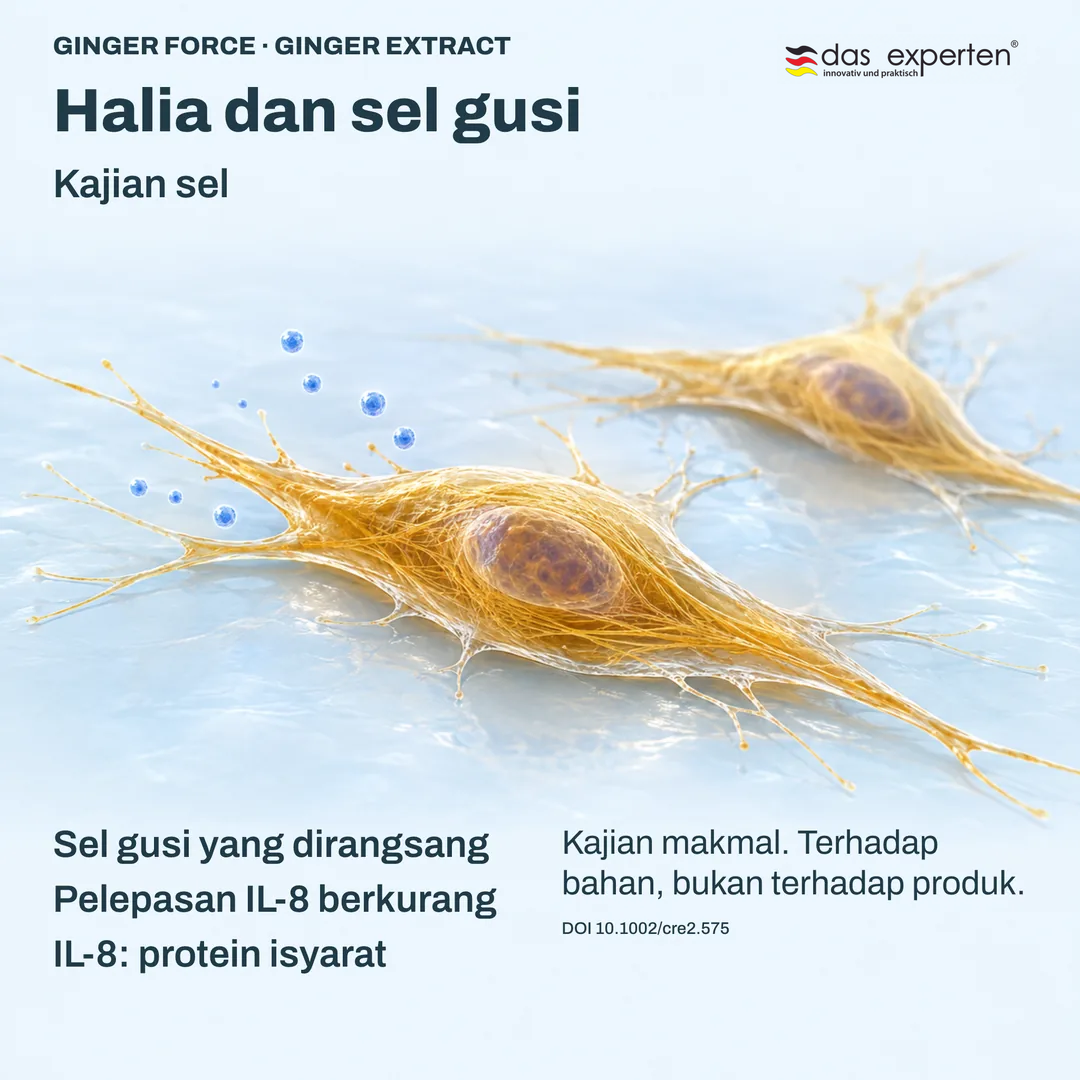 Ilustrasi sel gusi yang dirangsang dengan ekstrak halia: pelepasan IL 8 berkurang dalam kajian sel