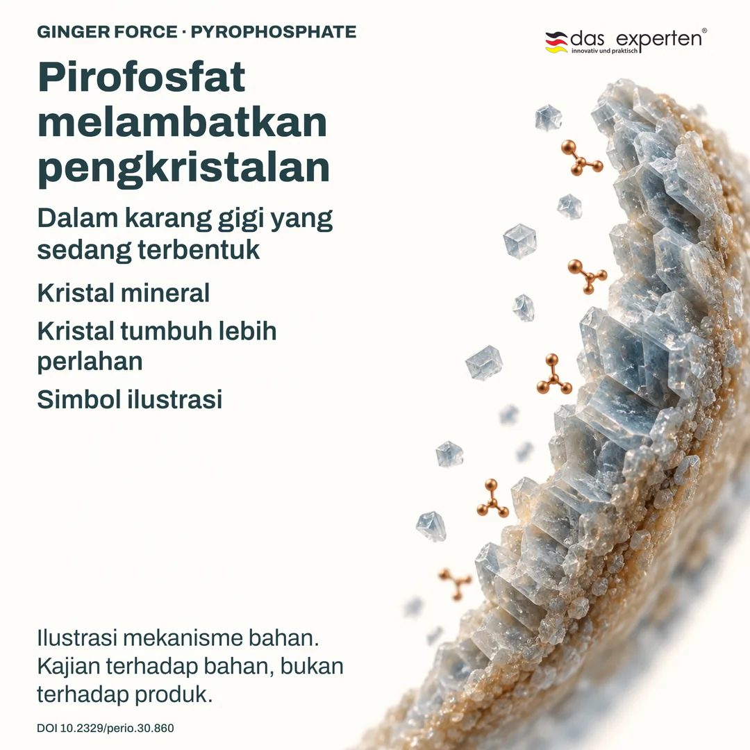 Ilustrasi kristal mineral dalam karang gigi yang sedang terbentuk: pirofosfat melambatkan pertumbuhan kristal