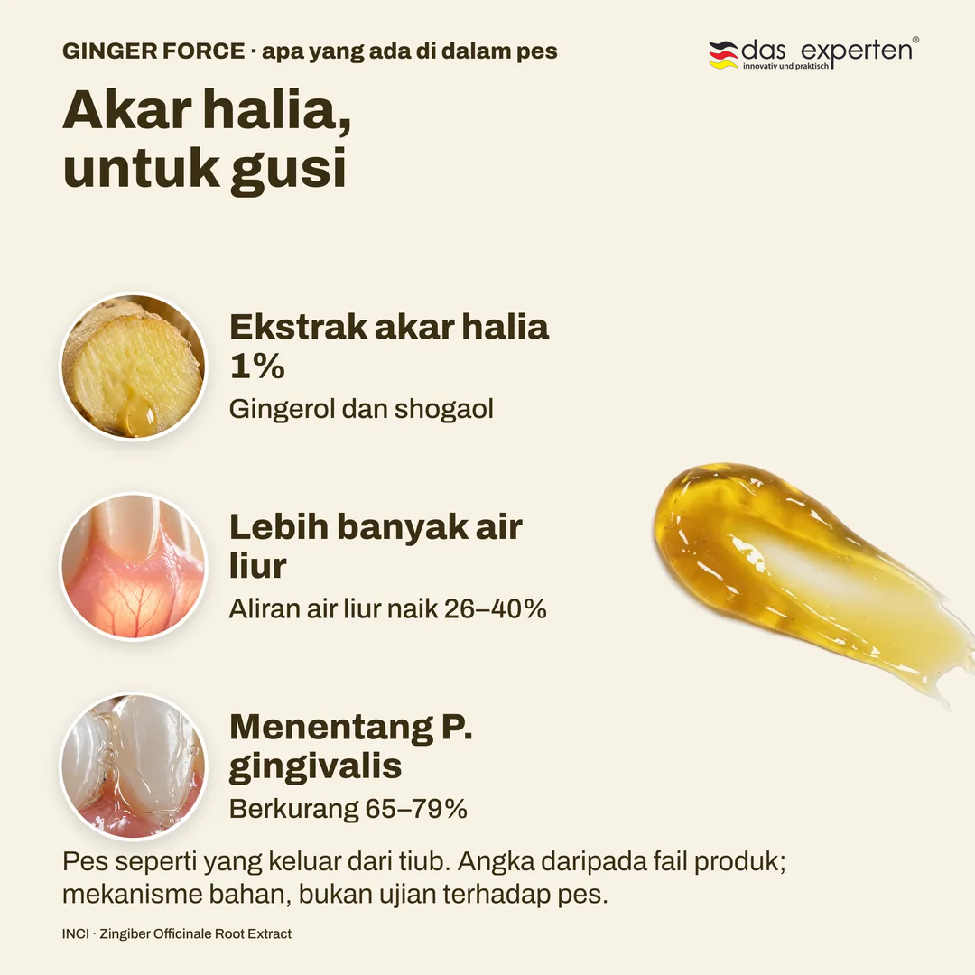Akar halia, untuk gusi, Ekstrak akar halia 1%; Lebih banyak air liur; Menentang P. gingivalis