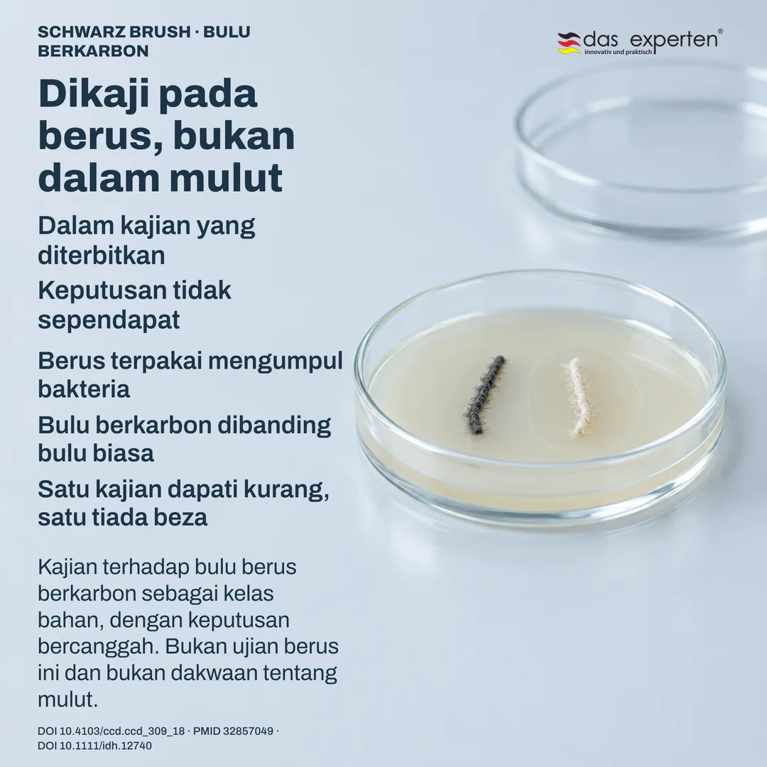 Perbandingan makmal: dua sampel bulu berus pada piring kultur dengan zon terukur di sekeliling satu, kajian