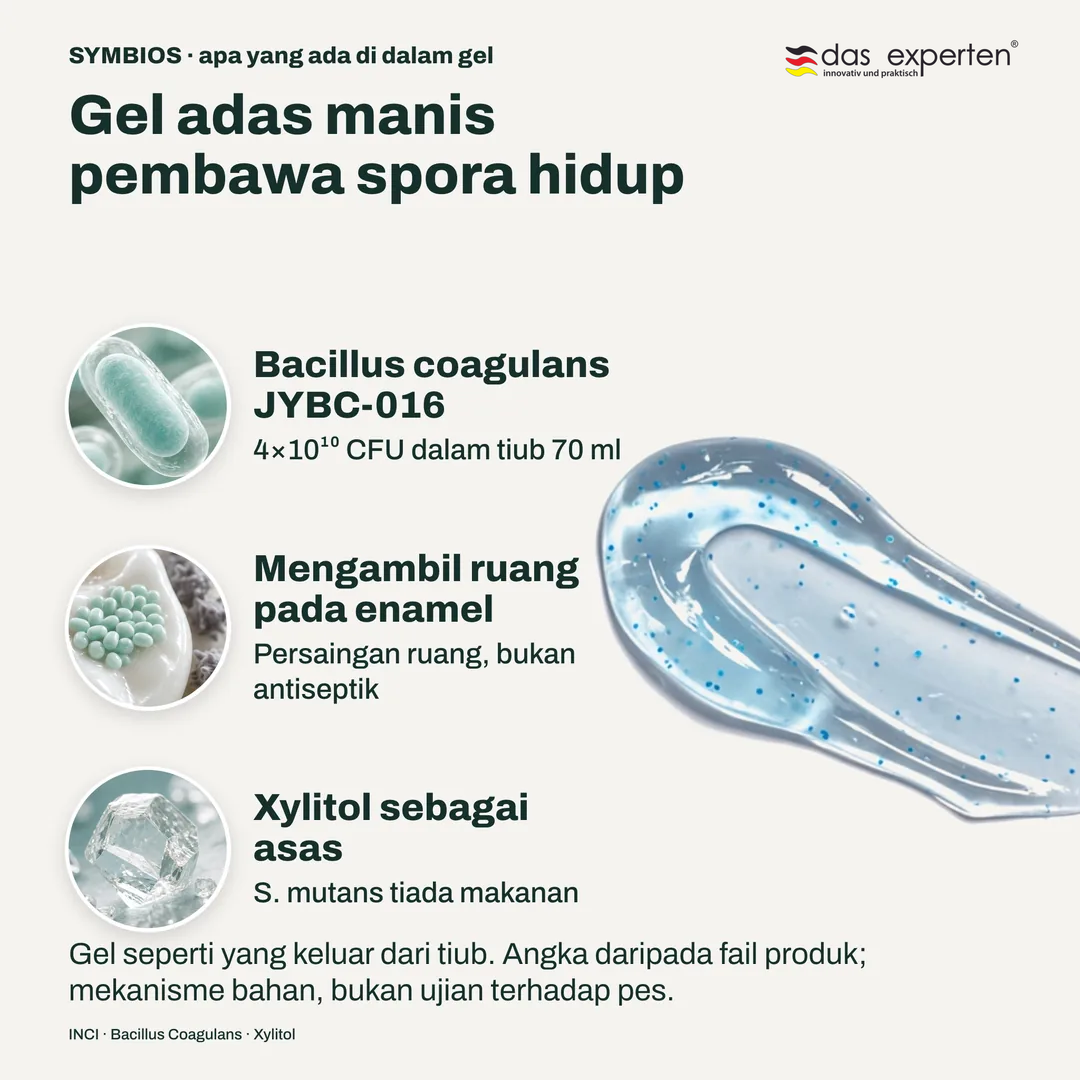 Gel adas manis pembawa spora hidup, Bacillus coagulans JYBC 016; Mengambil ruang pada enamel; Xylitol sebagai asas