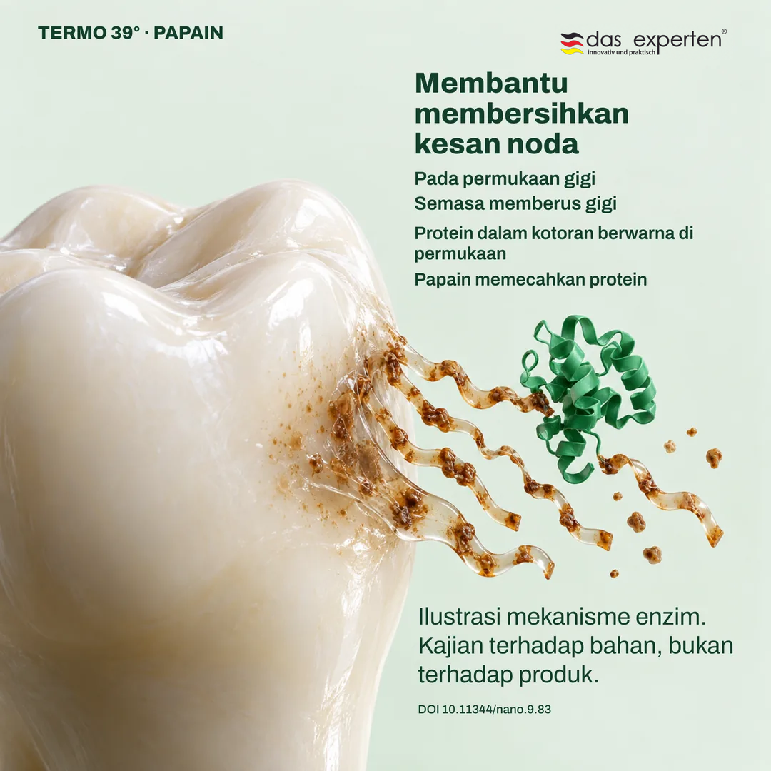 Ilustrasi papain memecahkan protein dalam noda permukaan gigi semasa memberus