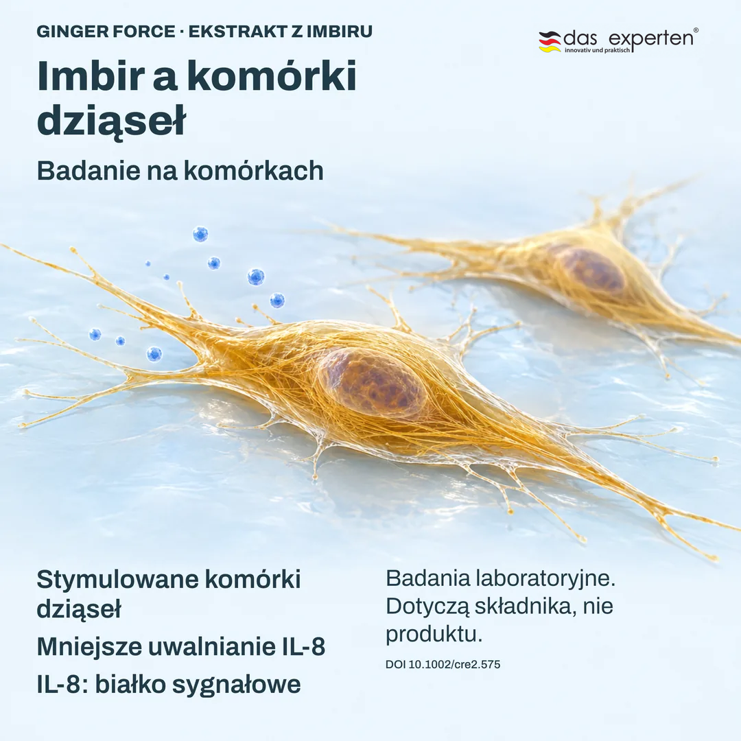 Ilustracja: stymulowane komórki dziąseł uwalniają mniej IL 8, białka sygnałowego, z ekstraktem z imbiru w badaniu komórek