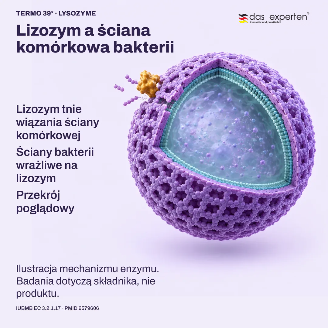 Przekrój poglądowy: lizozym tnie wiązania w ścianie komórkowej bakterii wrażliwej na lizozym