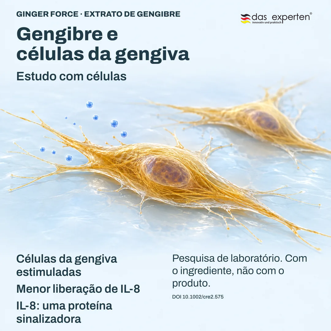 Ilustração de células da gengiva estimuladas liberando menos IL 8, uma proteína sinalizadora, com extrato de gengibre