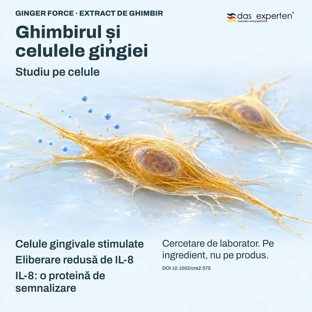Ilustrație: celule gingivale stimulate eliberează mai puțin IL 8, proteină de semnalizare, cu extract de ghimbir, în studiu pe celule