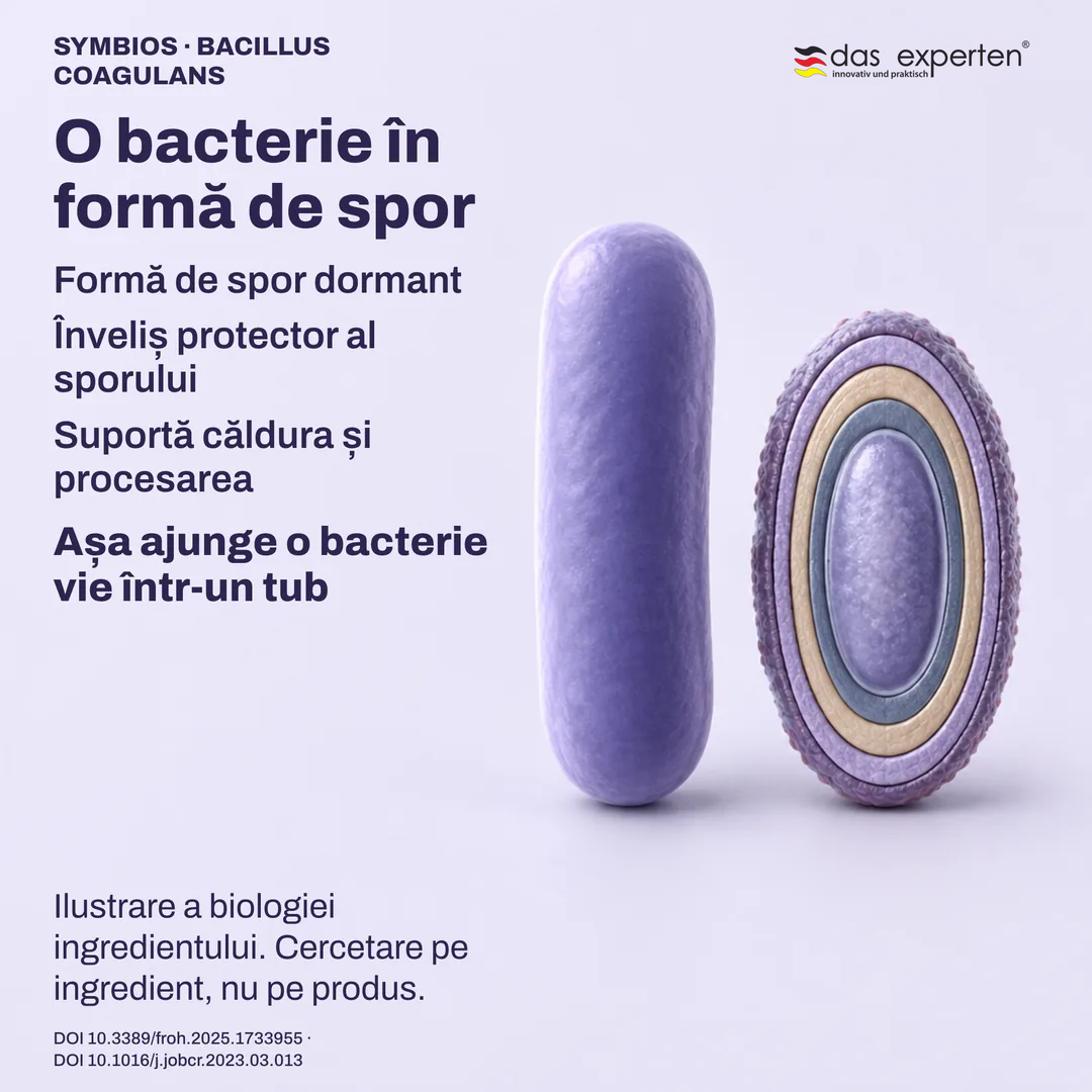 Spor dormant ilustrat cu învelișul protector, alături de o celulă vegetativă: biologia ingredientului
