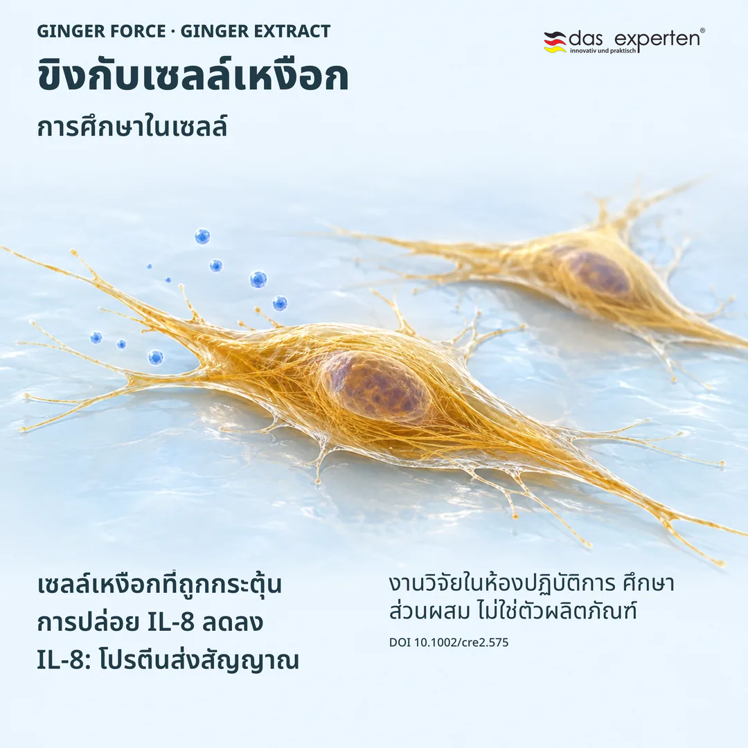 ภาพประกอบเซลล์เหงือกที่ถูกกระตุ้นกับสารสกัดขิง การปล่อย IL 8 ลดลงในการศึกษาในเซลล์