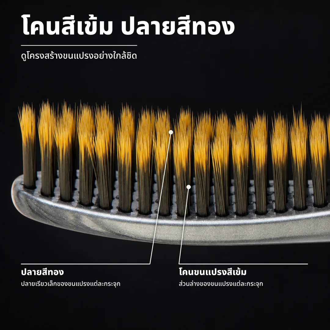 โคนสีเข้ม ปลายสีทอง ดูโครงสร้างขนแปรงอย่างใกล้ชิด ปลายสีทอง: ปลายเรียวเล็กของขนแปรงแต่ละกระจุก. โคนขนแปรงสีเข้ม: ส่วนล่างของขนแปรงแต่ละกระจุก.