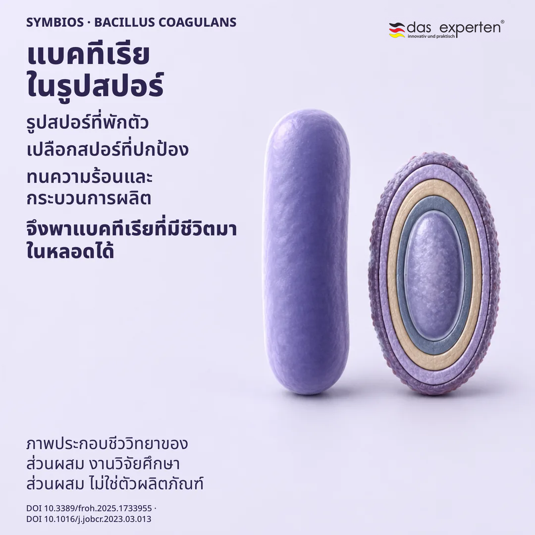 ภาพประกอบสปอร์ที่พักตัวพร้อมเปลือกปกป้อง เคียงข้างเซลล์ระยะเจริญ แสดงชีววิทยาของส่วนผสม