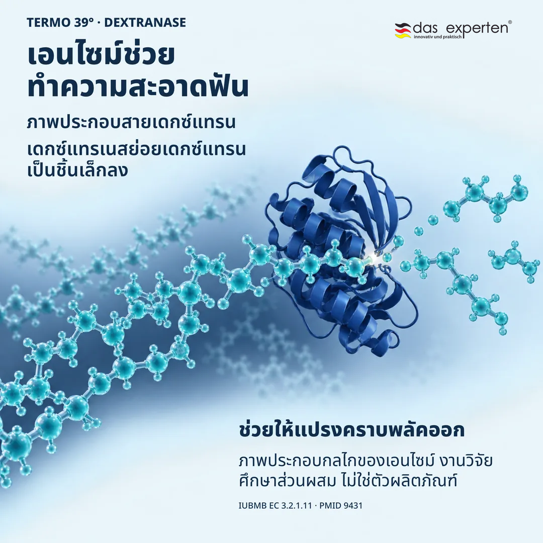 ภาพประกอบเอนไซม์เดกซ์แทรเนสย่อยสายเดกซ์แทรน ช่วยให้แปรงคราบพลัคออก