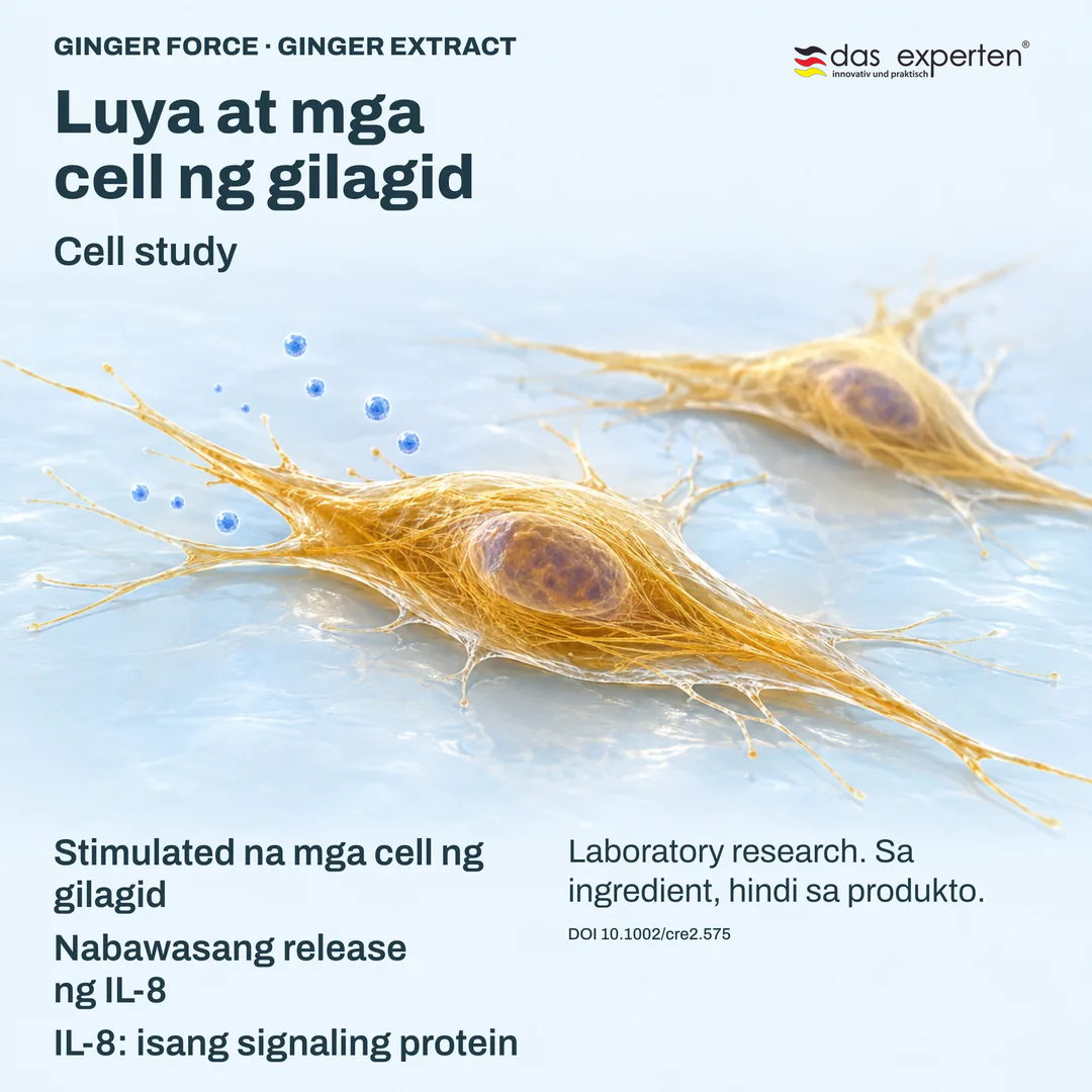 Ilustrasyon ng stimulated na mga cell ng gilagid at ginger extract: nabawasang release ng IL 8 sa cell study