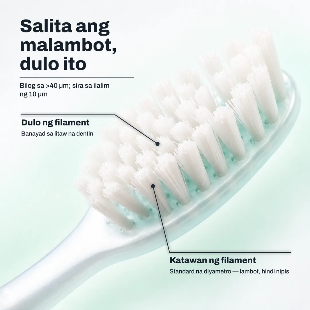 Salita ang malambot, dulo ito, Bilog sa >40 μm; sira sa ilalim ng 10 μm · Dulo ng filament: Banayad sa litaw na dentin · Katawan ng filament: Standard na diyametro, lambot, hindi nipis