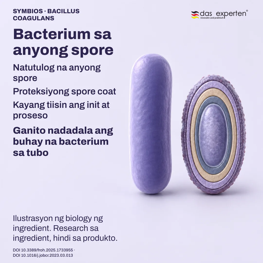 Ilustrasyon ng natutulog na spore at spore coat nito katabi ng vegetative cell: biology ng ingredient
