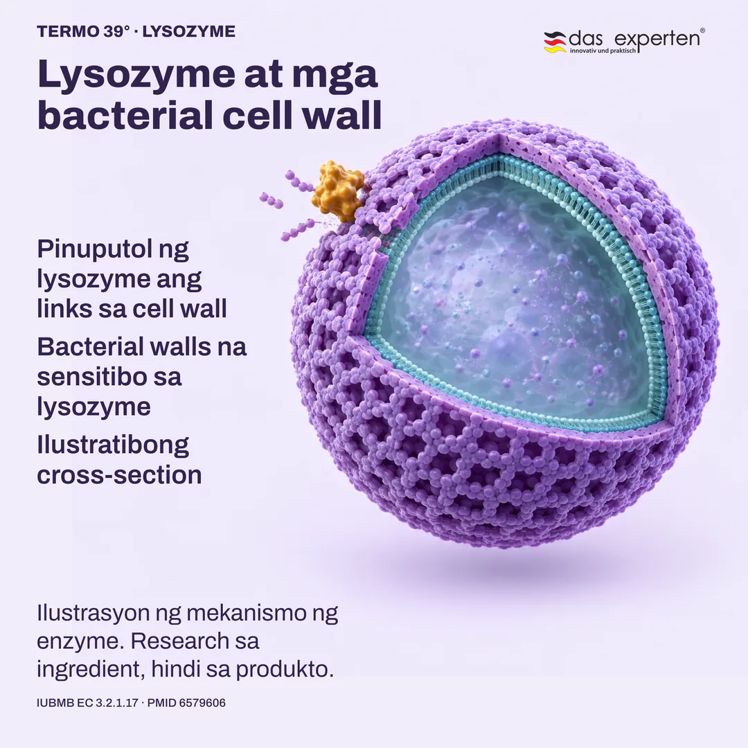 Ilustratibong cross section: pinuputol ng lysozyme ang links sa bacterial cell wall na sensitibo sa lysozyme