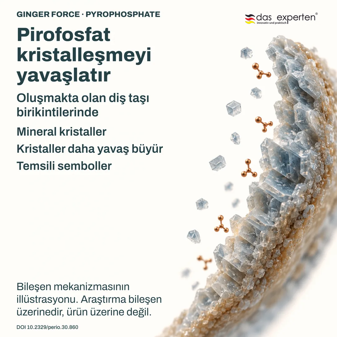 Oluşmakta olan diş taşındaki mineral kristallerin illüstrasyonu: pirofosfat kristal büyümesini yavaşlatır